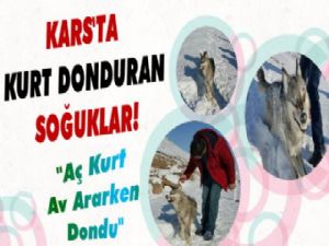 Kars'ta Kurt Soğuktan Dondu