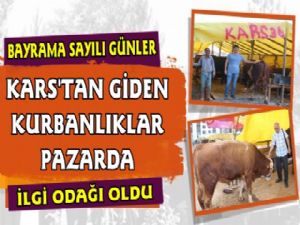 Kars'tan Gelen Kurbanlıklar Kurban Çadırında Yerini Aldı
