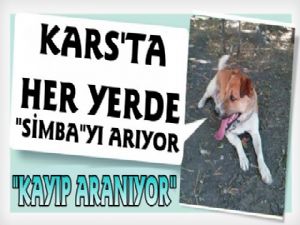 Kars'ta İki Aydır Kayıp Köpeğini Arıyor