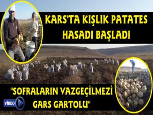 Kars'ta Kışlık Patates Hasadı Başladı