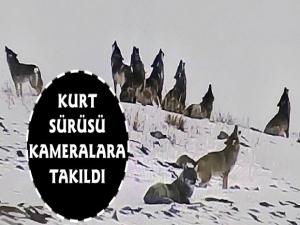 Doğalgaz İstasyonunda Kurt Sürüsü Görüntülendi