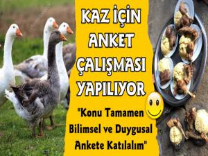 Kaz Eti İçin Anket Çalışması Düzenleniyor
