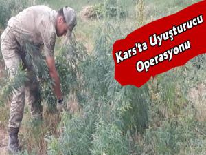 Kars'ta Uyuşturucu Madde Olan Kenevir Operasyonu