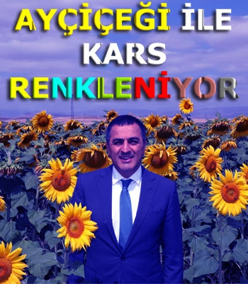 Ayçiçeği ile Kars Renkleniyor