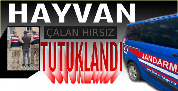 Çaldığı Hayvanı Satmaya Götürürken Enselendi