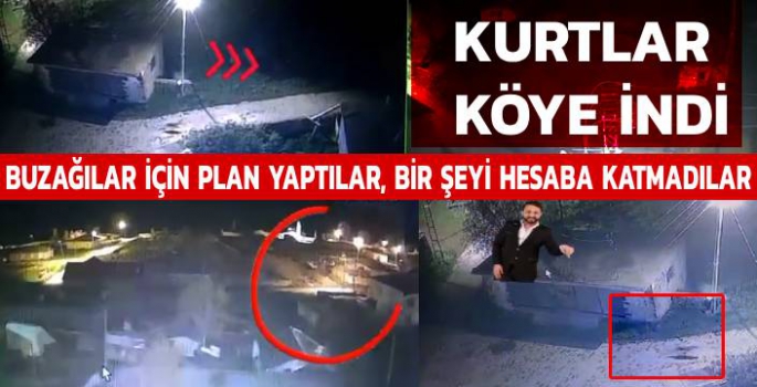 Buzağılar İçin Köye İnen Kurtlar Eli Boş Döndü