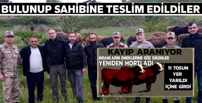 Kayıp 11 Hayvan Bulundu