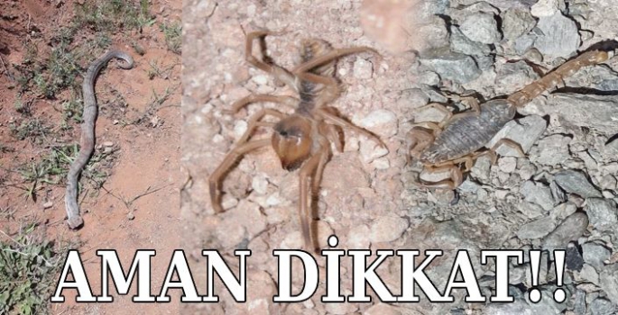 Yılan, Akrep, Sarıkız Ne Ararsan Var!