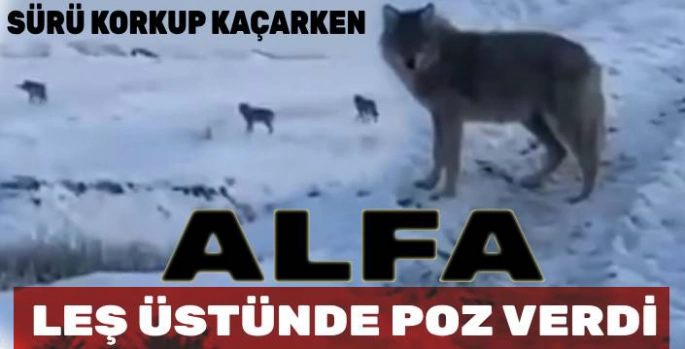 Sürü Korkup Kaçarken, Alfa Poz Verdi!