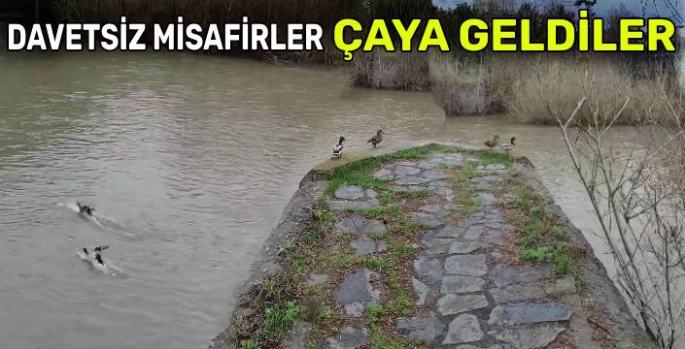 Kars Merkez'de Sürpriz Misafirler: Yaban Ördekleri Mesut Yılmaz Parkı'na Konuk Oldu