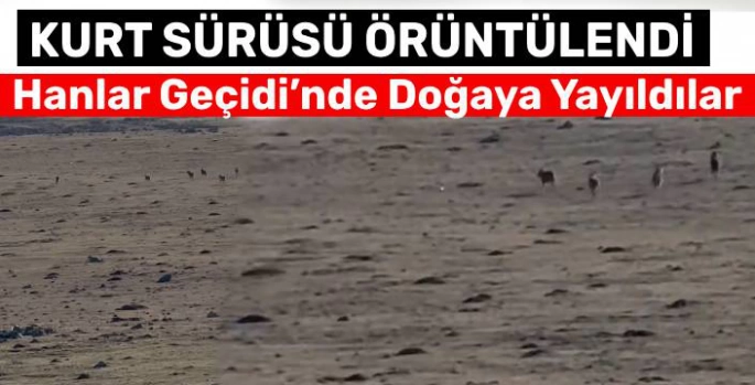 Kars'ta Kurt Sürüsü Görüntülendi: Hanlar Geçidi'nde Doğaya Yayıldılar