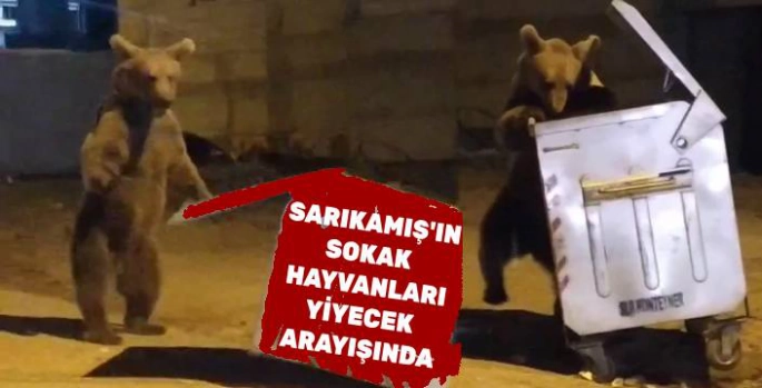 Sarıkamış'ta Ayılar Sokak Hayvanı Gibi: Her Gün Yeni Bir Karşılaşma