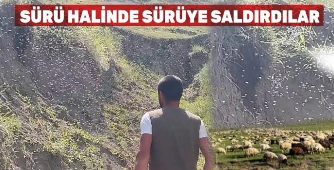 Kars'ta Yaban Arıları Sürüye Saldırdı: Çok Sayıda Koyun Arı Sokmasından Etkilendi