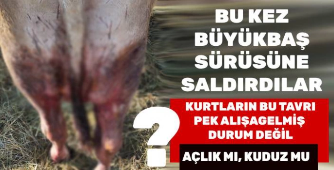 Kars'ta Kurtlar Büyükbaş Hayvan Sürüsüne Saldırdı: Bir İnek Yaralandı