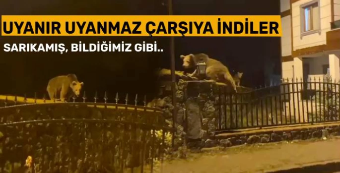 Uykudan Uyandıp Çarşıya İndiler!