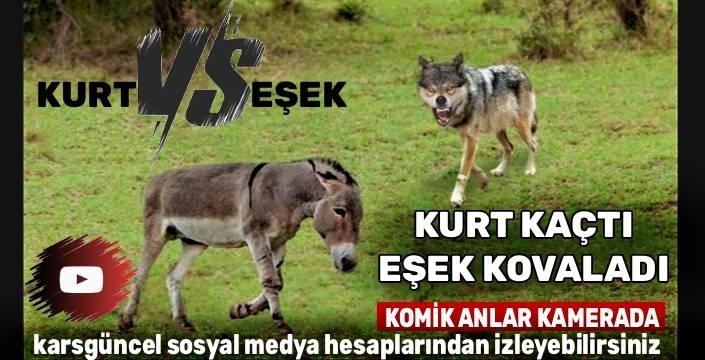 Kars'ta Alışılmadık Karşılaşma: Kurt ile Eşeğin Kovalamacası Kamerada