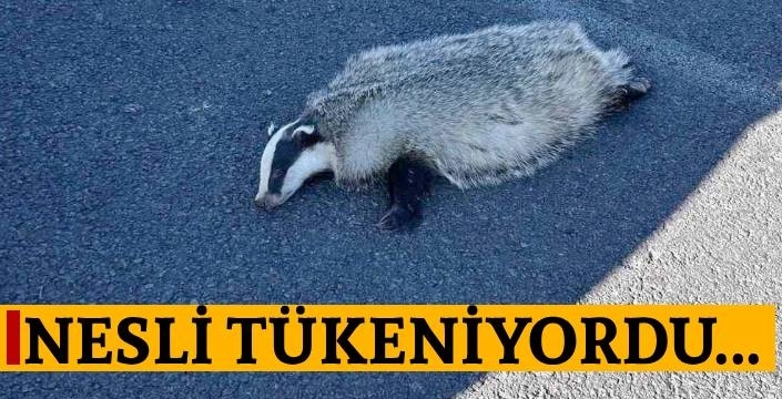 Nesli Tükenme Tehlikesindeki Porsuk Araç Çarpmasıyla Telef Oldu