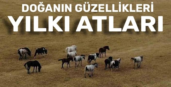 Ardahan Meralarında Yılkı Atlarının Büyüleyici Yolculuğu