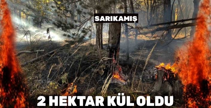 Doğa Yine Yandı: Sarıkamış'ta 2 Hektarlık Orman Kül Oldu