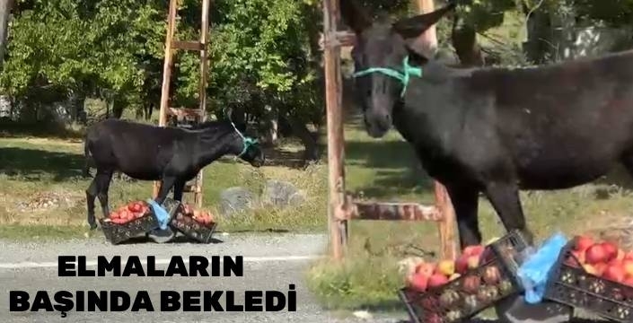 ELMALARIN BAŞINDA NÖBET TUTAN EŞEK, GÖRENLERİ GÜLÜMSETTİ