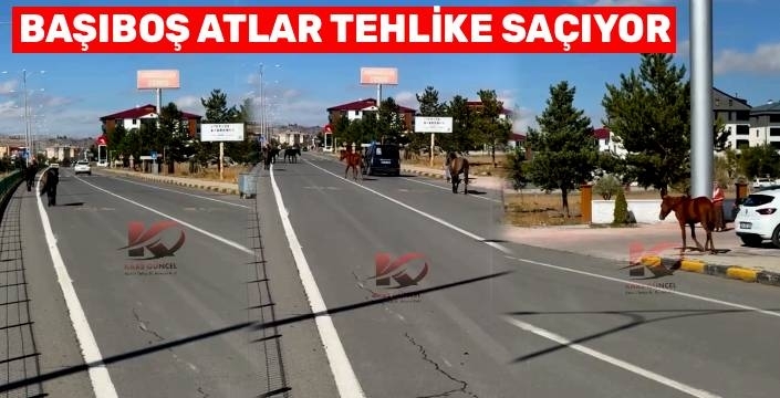 Kars’ta Atlar Yolları Fethetti: Başıboş At Sorunu Kronikleşti