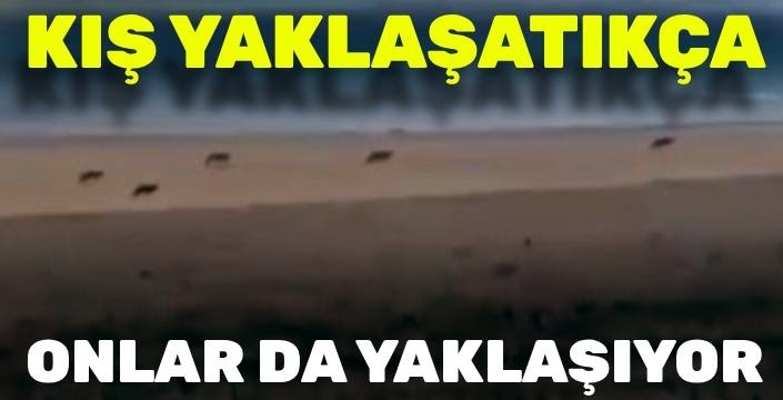Kış Yaklaştıkça Onlar da Yaklaşıyor