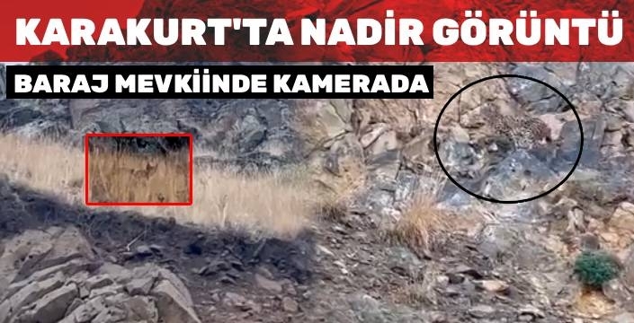 Sarıkamış’ta Nadir Görüntü: Karakurt Barajı Mevkiinde Kamerada!