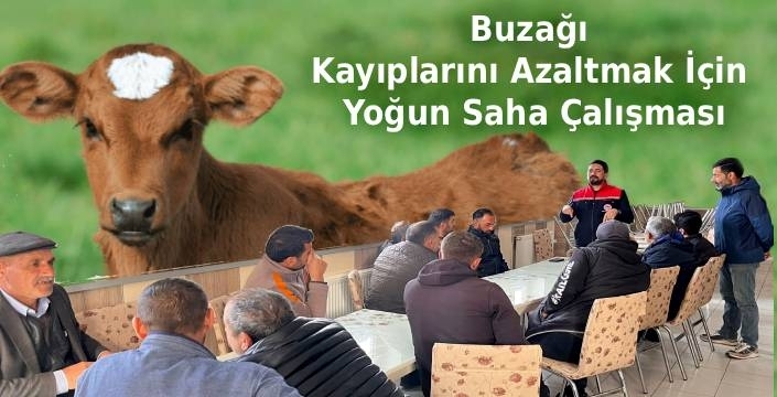 Kars’ta Buzağı Kayıplarını Azaltmak İçin Yoğun Saha Çalışması