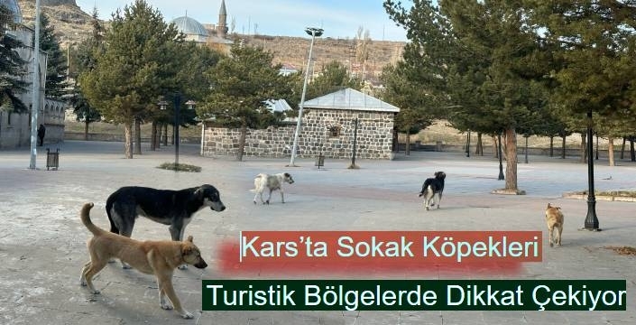 Kars’ta Sokak Köpekleri Turistik Bölgelerde Dikkat Çekiyor