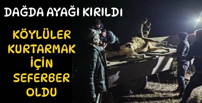 Kozluca Köyü’nde Örnek Dayanışma: Yaralı Büyükbaş Hayvanı Birlikte Kurtardılar