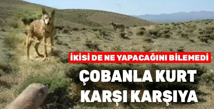 Sarıkamış’ta Çoban ile Kurt Arasında Nefes Kesen Anlar