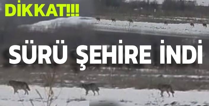 Aç Kalan Kurt Sürüsü Şehir Merkezine İndi: Vatandaşlar Tedirgin