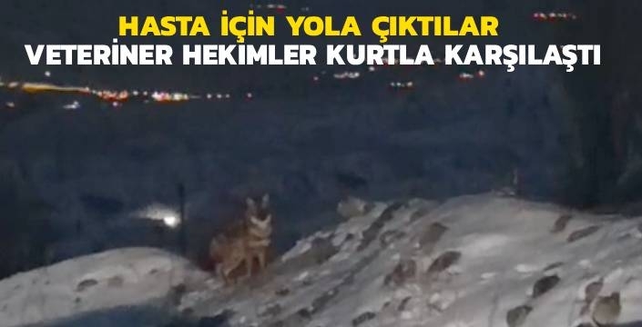 Kağızman’da Veteriner Hekimler Kurtla Karşılaştı