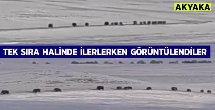 Kars’ta Domuz Sürüsü Kameraya Yansıdı