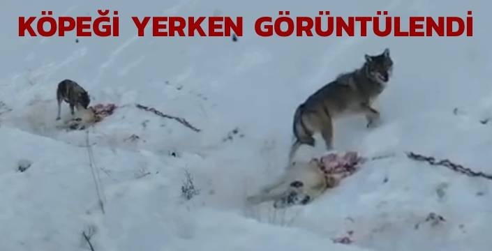 Kars’ta Kurt Dehşeti: Köpeği Zinciriyle Sürükleyip Parçaladılar