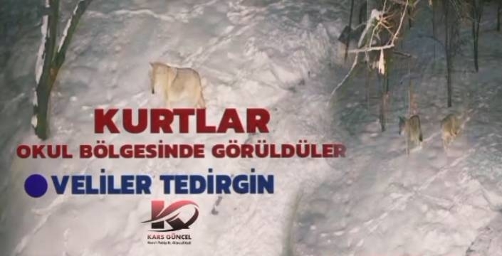 Okul Bahçesi Yakınında Kurtlar Görüldü, Veliler Tedirgin