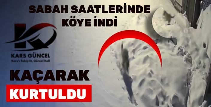 Sarıkamış’ta Kurt Köye İndi: O Anlar Kamerada