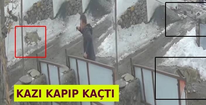 Aç Kalan Kurt Köye İndi: Kazı Kapıp Kaçtı