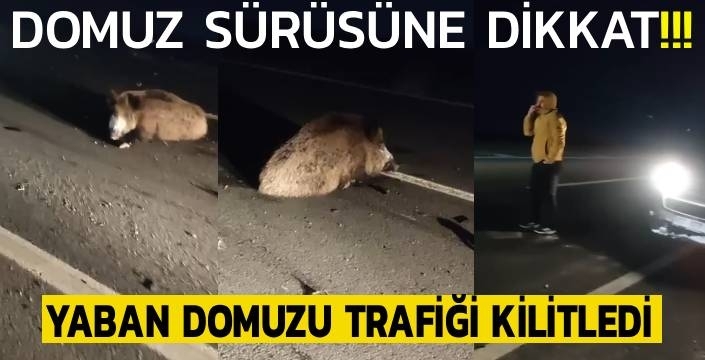 Domuz Sürülerine Dikkat! Yaban Domuzu Trafiği Kilitledi