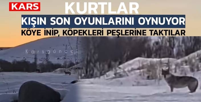 Kurtlar Aç mı, Taktik mi? Köyde Gerilim Dolu Anlar