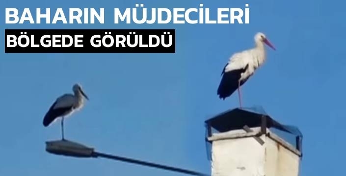Leylekler Erken Geldi, Sinekler de Peşinden
