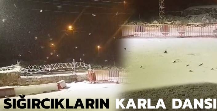 Sığırcıklar Karla Dans Etti