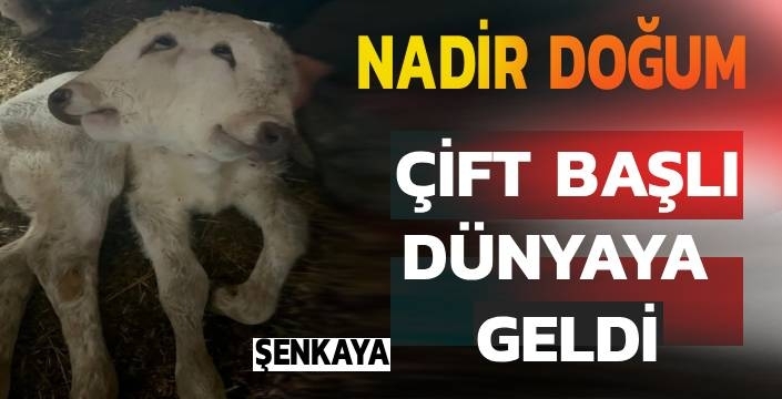 Nadir Doğum: Çift Başlı Buzağı Dünyaya Geldi