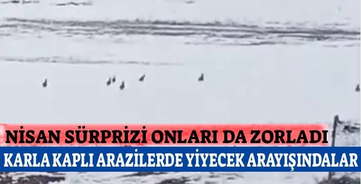 Kars’ta bahar beklenirken kış geri geldi: Yaban hayatı yiyecek arayışında