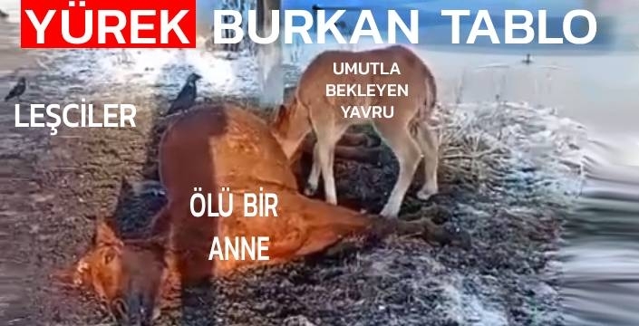 Yürek Burkan Görüntü: Annesini Kaybeden Tay, Başında Bekledi