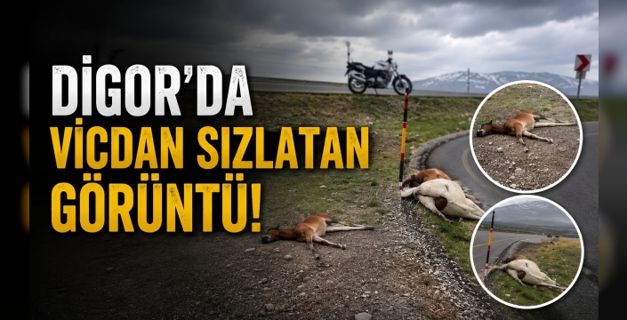 Digor’da Yaralı Taylar İçin Umut Seferberliği