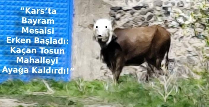 “Kars’ta Bayram Mesaisi Erken Başladı: Kaçan Tosun Mahalleyi Ayağa Kaldırdı!”