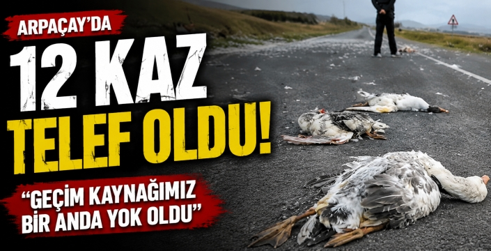Arpaçay’da 12 Kaz Telef Oldu: “Geçim Kaynağımız Bir Anda Yok Oldu”