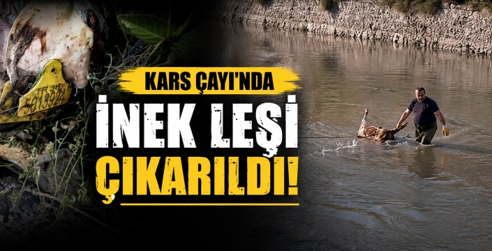 Kars Çayı’ndaki Hayvan Leşi Ekiplerce Çıkarıldı