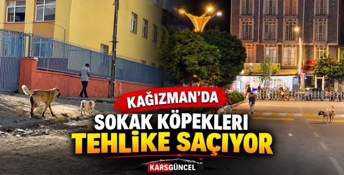 Kağızman’da Sokak Köpekleri Endişesi: Vatandaşlar Tedbir Bekliyor